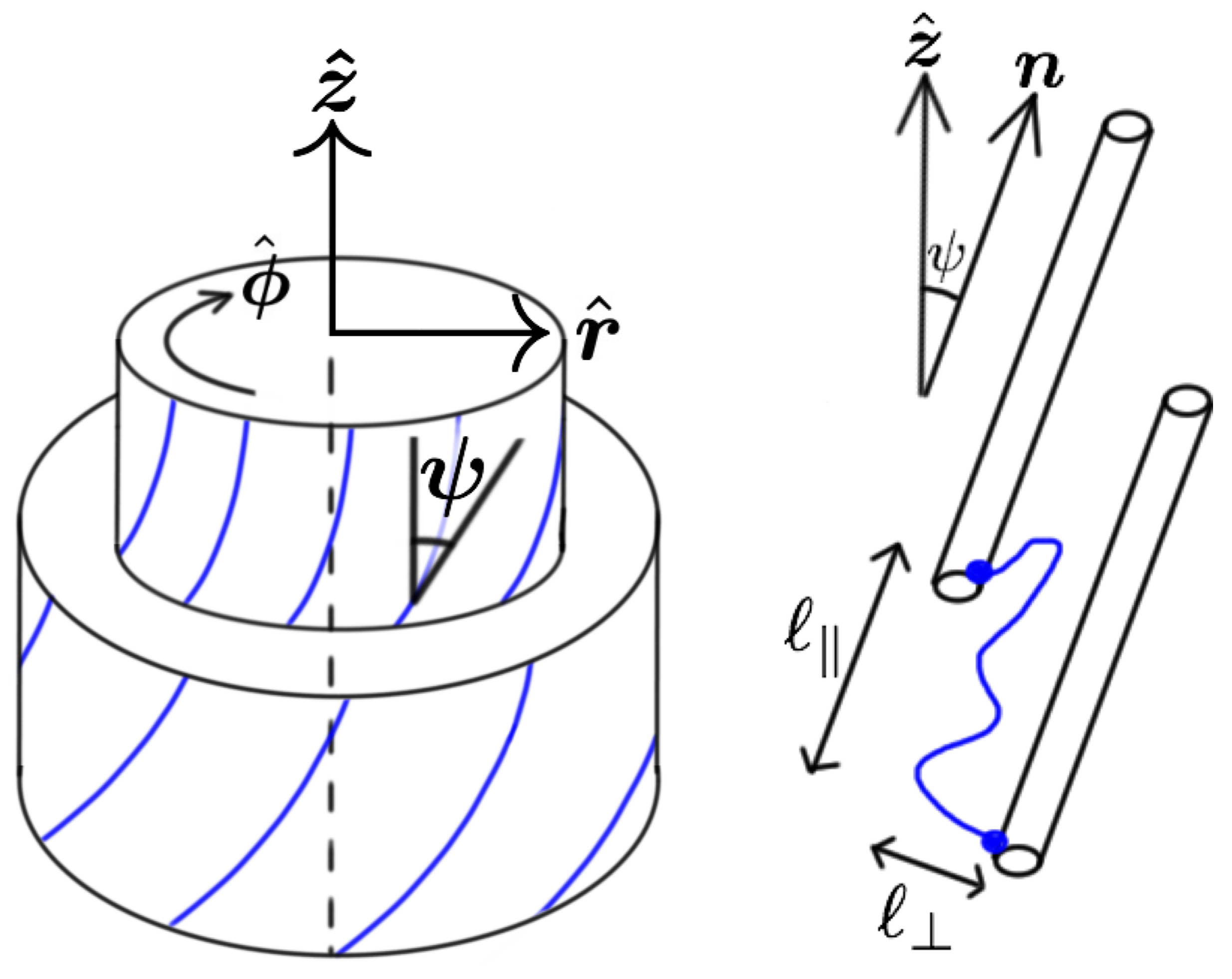 Collagen Fibril Cartoon