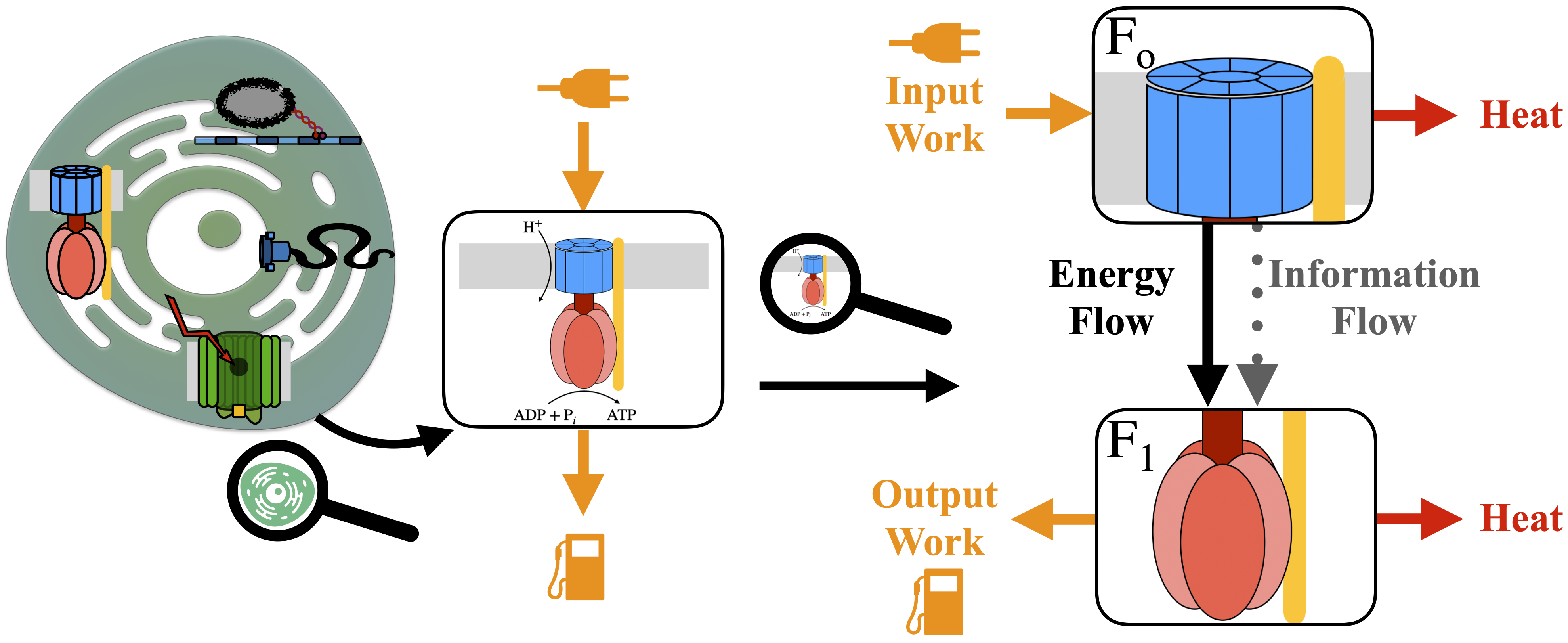 Energy and Information Flows